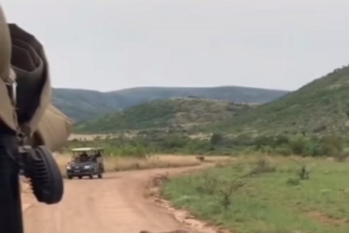 OMG! छोट्याशा मांजराला बलाढ्य चित्ताही घाबरला; शिकार करायला गेला आणि स्वतःच पळाला