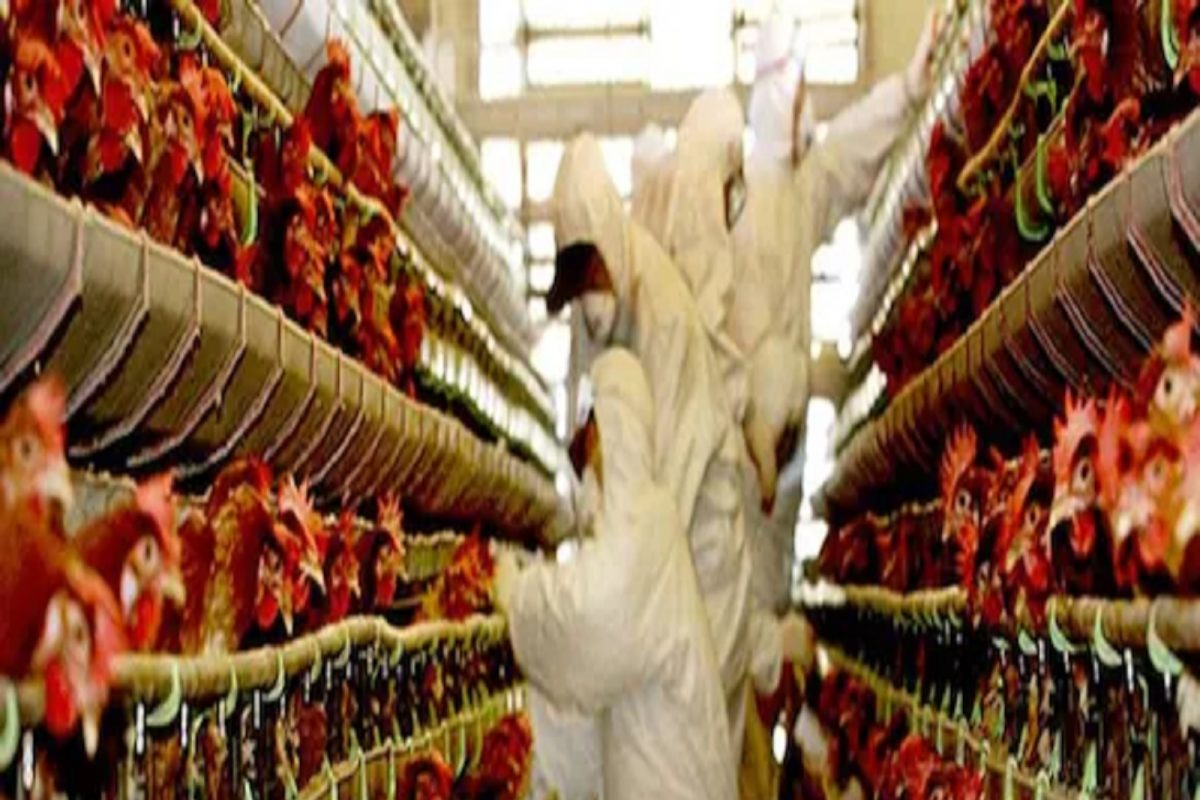 Chicken मुळे कोरोनापेक्षाही भयंकर Virus चं संकट; Avian Flu च्या महासाथीशी लढण्यासाठी तयार राहा