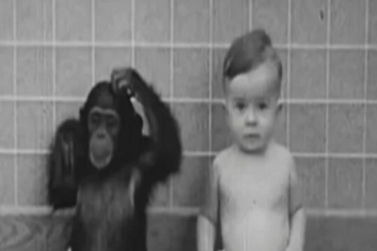 भलतंच घडलं! मुलासोबत खेळण्यासाठी घरी आणला चिम्पांजी, आईचा लाडका काही महिन्यातच बनला माकड