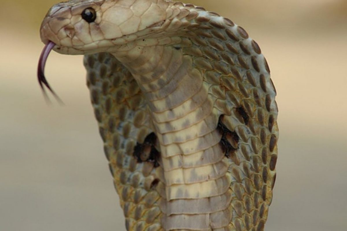 घराच्या छतावर लपलेला 15 फूट लांब कोब्रा; व्यक्तीने शेपटीला धरून खेचलं अन्.., धडकी भरवणारा VIDEO