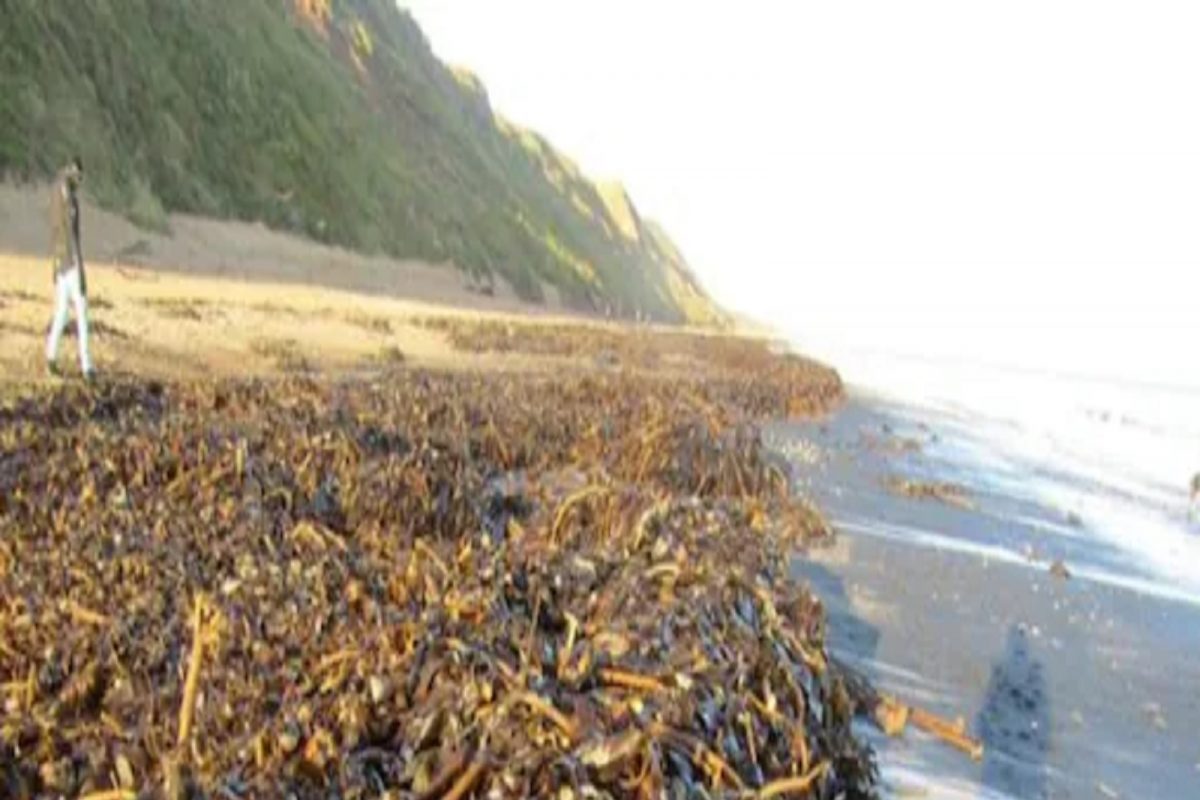 समुद्रकिनाऱ्यांवर अचानक दिसला मृत खेकड्यांचा खच; कारण अद्याप अस्पष्ट