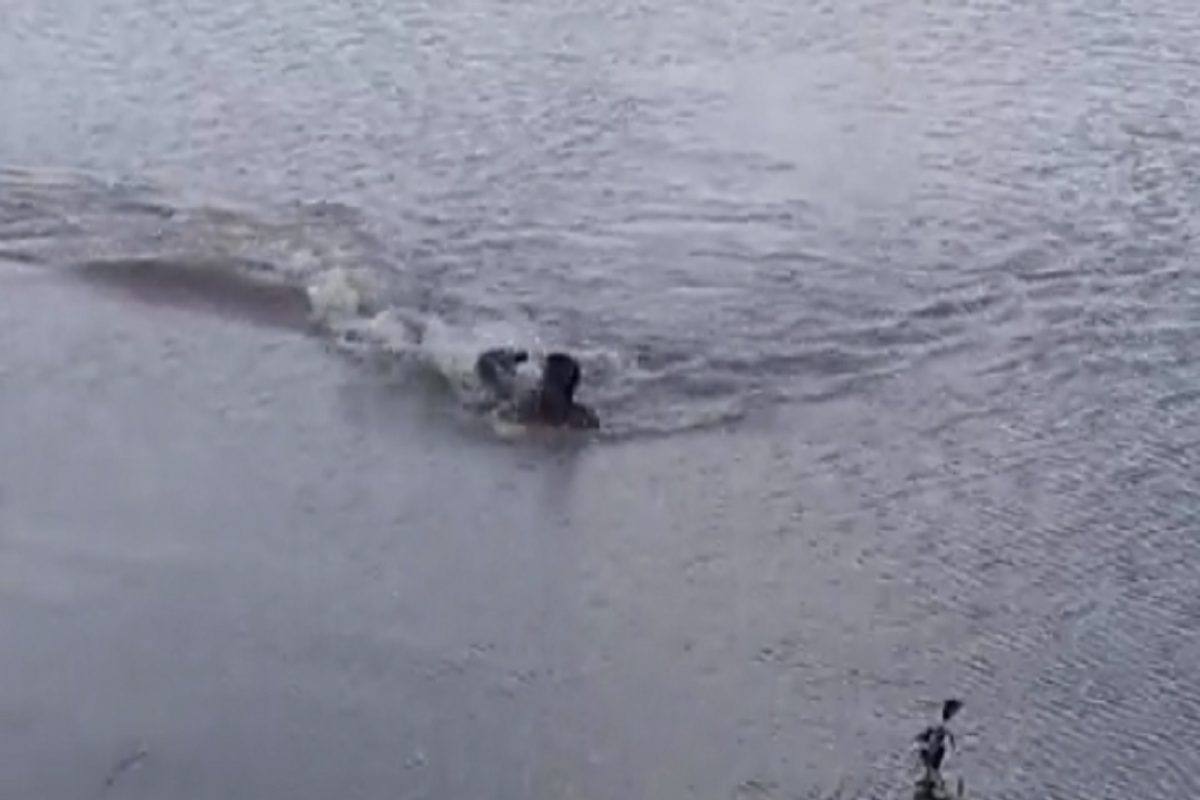 Shocking! चक्क मगरीच्या जबड्यातून बाहेर पडला तरुण; विश्वास बसत नाही तर पाहा VIDEO