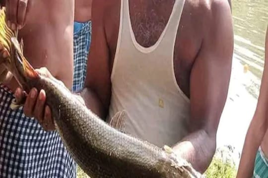Crocodile fish : याला मगर म्हणायचं की मासा? जाळ्यात अडकला विचित्र जलचर