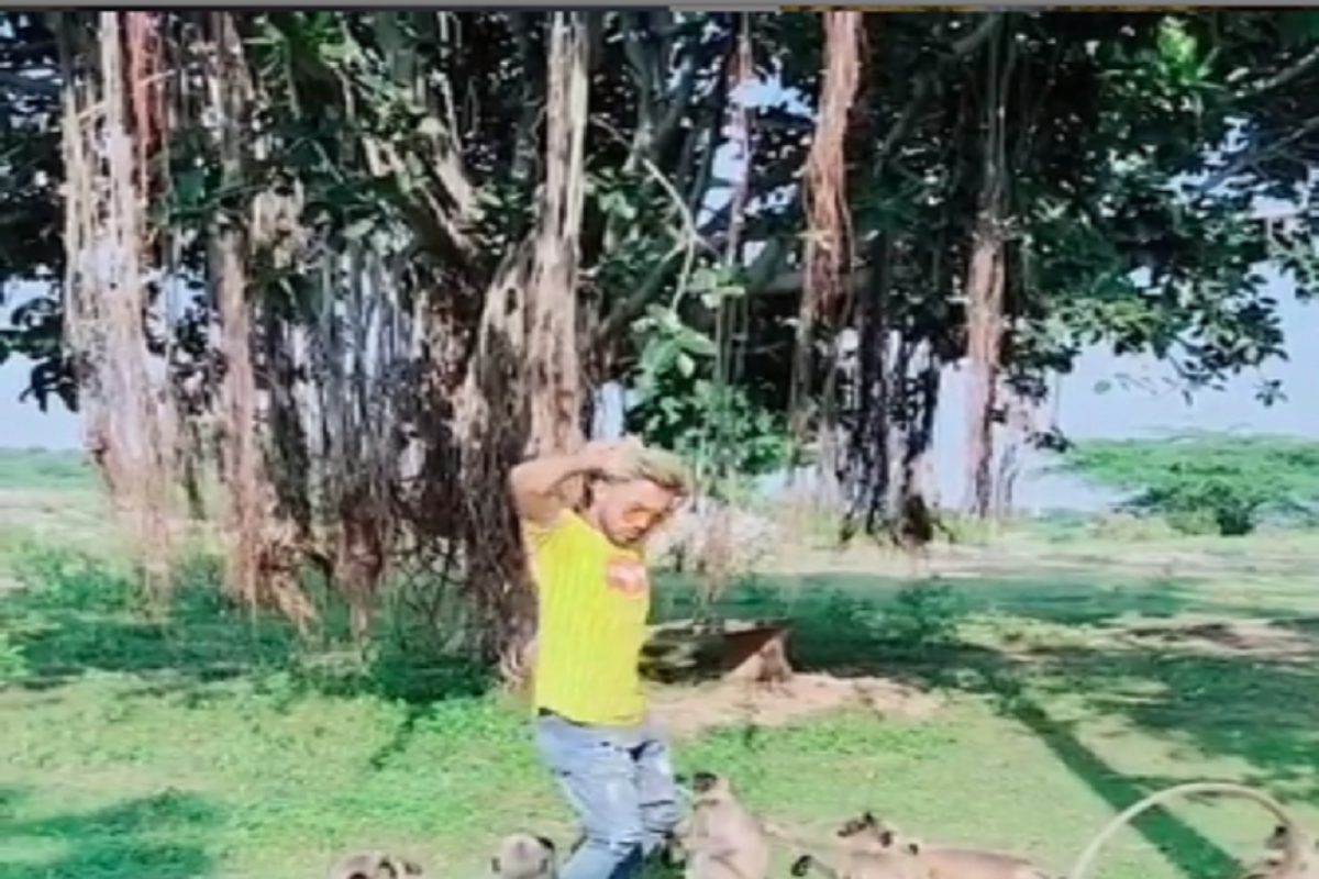 माकडांसमोर तरुणाने लगावले ठुमके आणि...; पुढे जे घडलं ते पाहून हसू आवरणार नाही