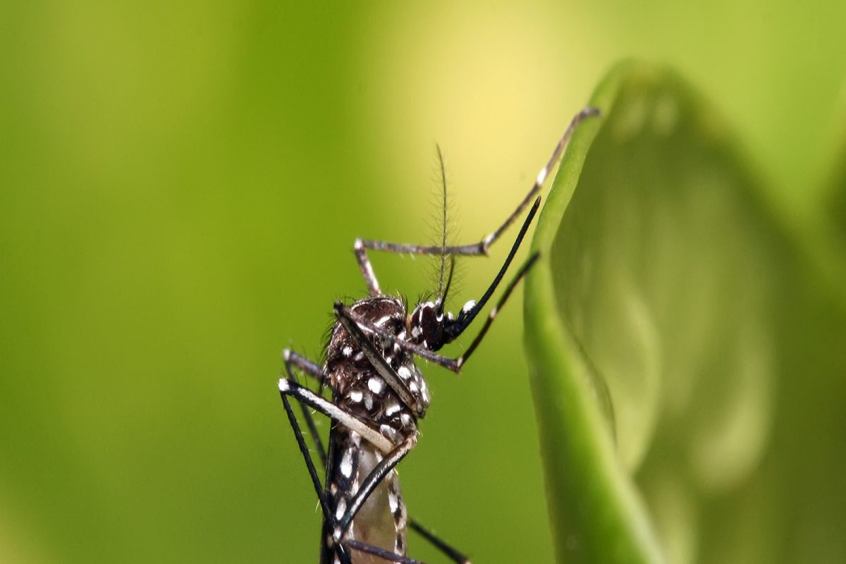 Dengue: सावधान! विशिष्ट वेळी आणि ठराविक ठिकाणी चावतात डेंग्यूचे डास