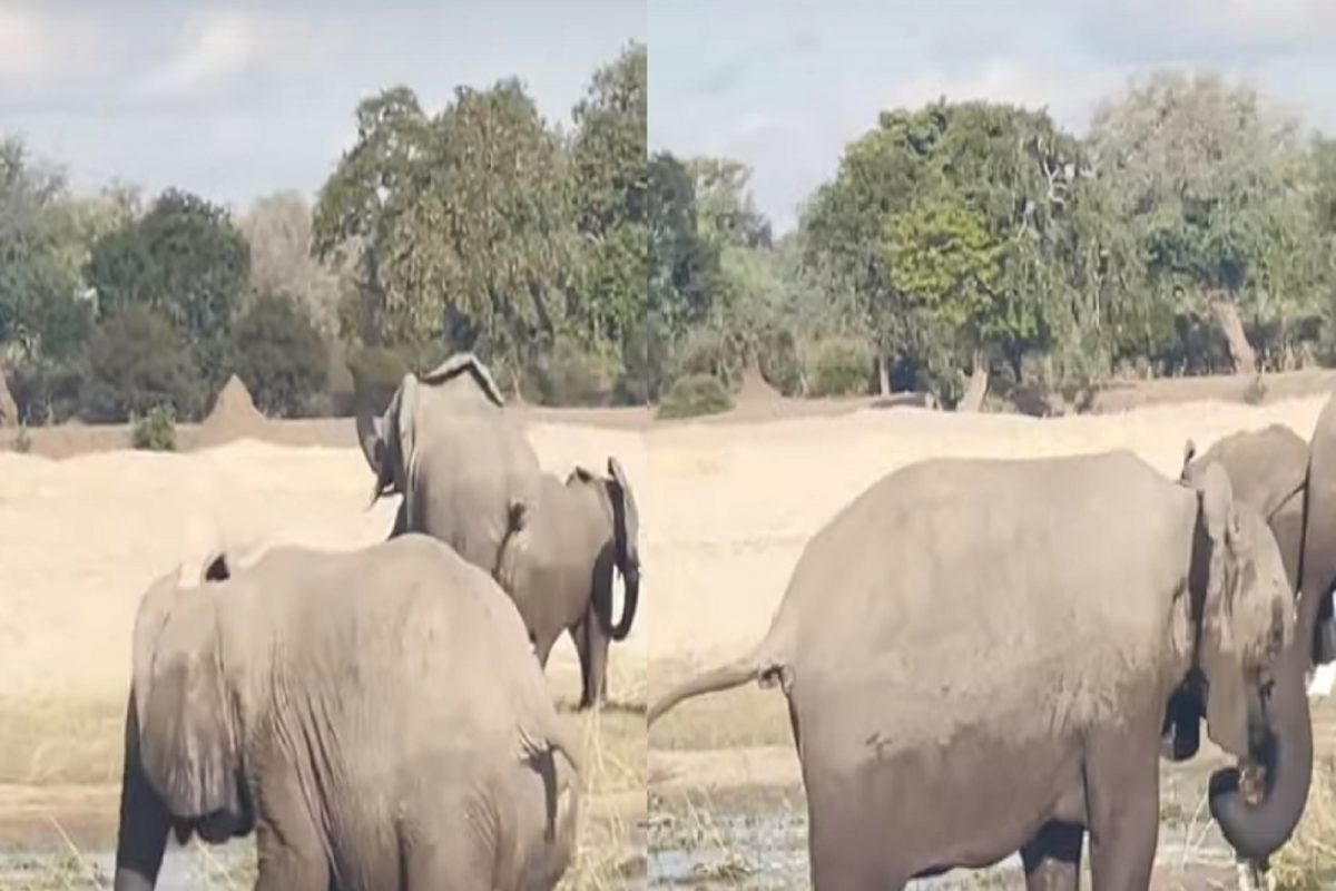 VIDEO - तुडवून, आपटून पाण्यातच मारून टाकलं; पिल्लांना वाचवण्यासाठी आईची मगरीशी थरारक झुंज