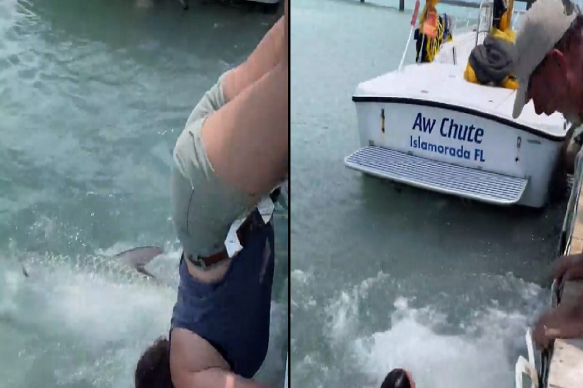 स्वतःच्या हाताने खाणं भरवायला गेली अन् भल्यामोठ्या माशाने तिलाच पाण्यात खेचलं आणि... धडकी भरवणारा VIDEO