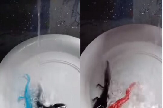 अद्भुत! अंगावर पाणी पडताच रंग बदलतो हा मासा; कधीच पाहिला नसेल असा VIDEO