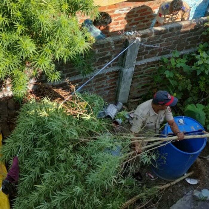 घराशेजारी ज्या जागेत परसबाग फुलवली जाते त्याच जागेत चक्क एका पठ्ठ्याने गांजाची बाग फुलवली आहे. धामणगाव पोलिसांच्या या प्रकरणात गांजाची शेती करणाऱ्या व गांजा विकणाऱ्या दोन्ही आरोपींच्या मुसक्या आवळल्या. 