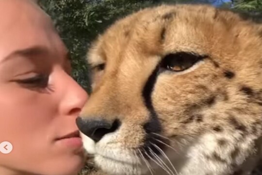 OMG काय ती डेअरिंग! थेट चित्त्यालाच KISS करायला गेली आणि...; तरुणीसोबत काय घडलं पाहा VIDEO