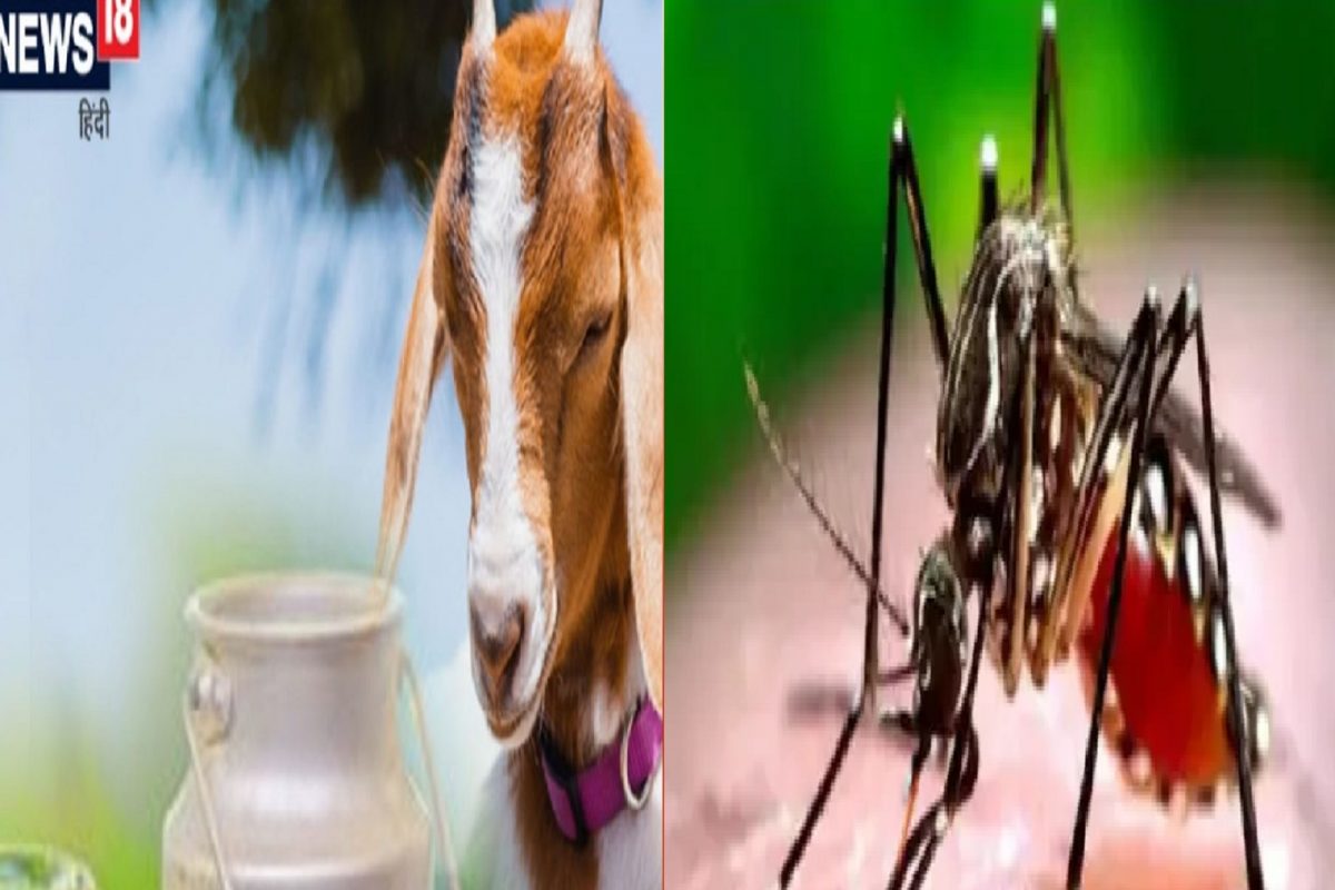 शेळीचं दूध, पपईच्या पानाने बरा होतो Dengue रुग्ण; काय सांगतात तज्ज्ञ डॉक्टर पाहा