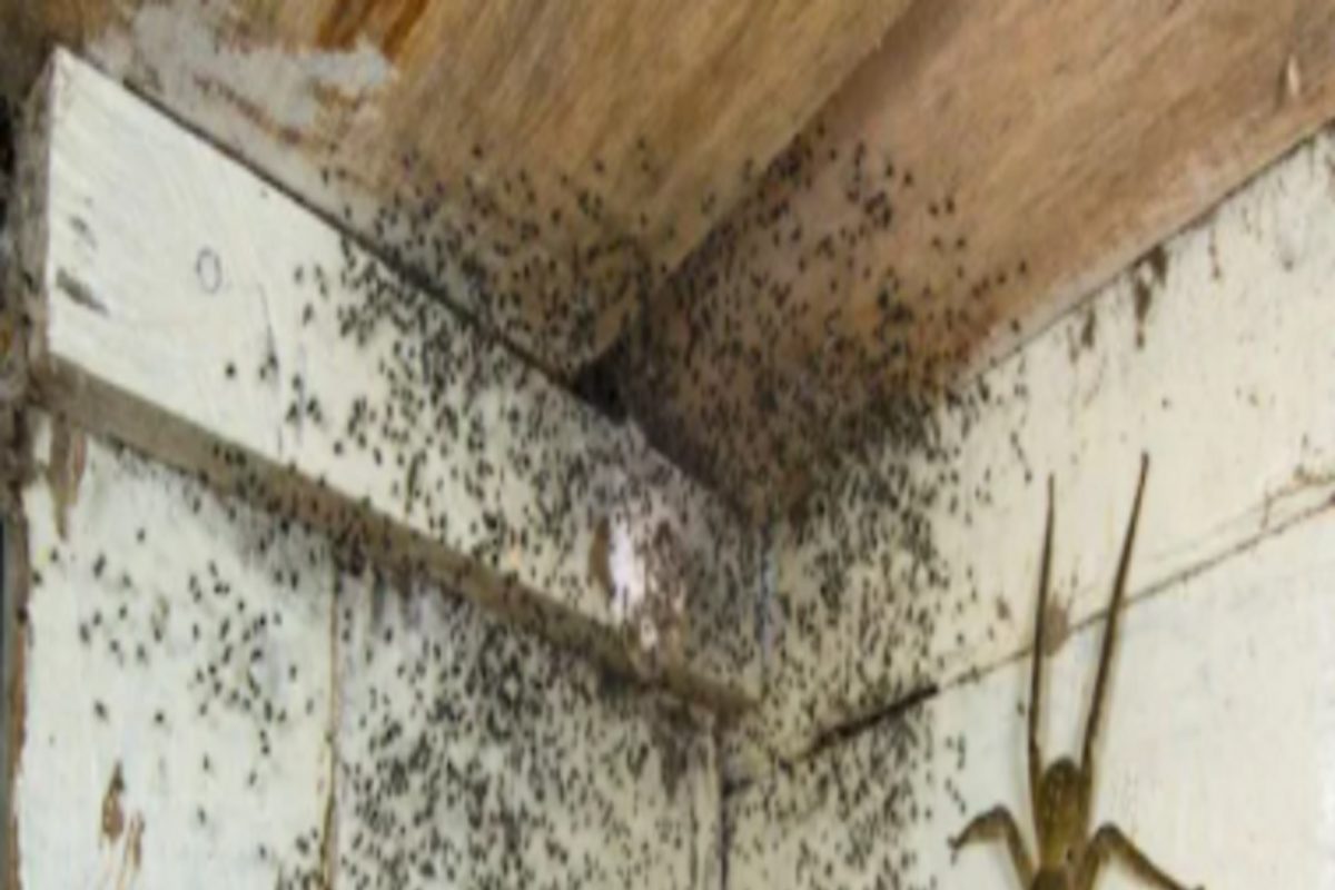 बेडखालून येत होते विचित्र आवाज, जगातील सर्वात विषारी किटकाला पाहून हादरला व्यक्ती