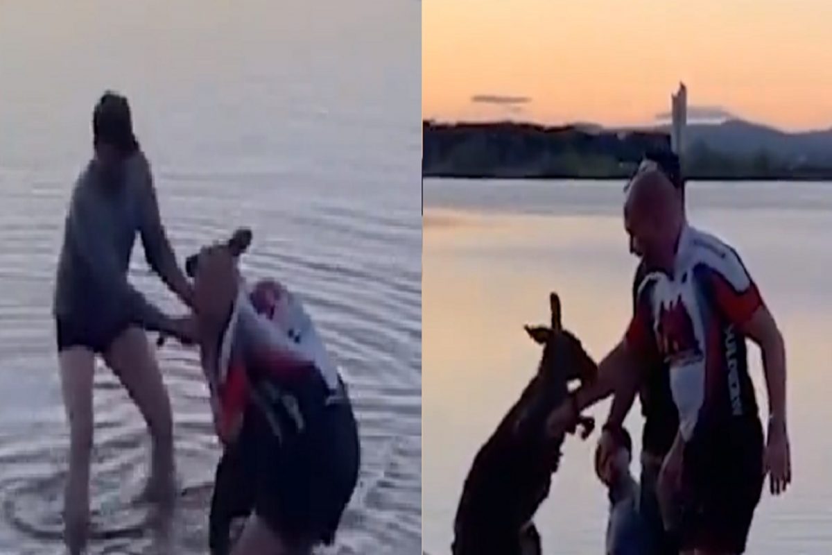 हातात हात धरून त्याने... ; जीव वाचवणाऱ्या माणसांचे कांगारूने मानले आभार; पाहा VIDEO