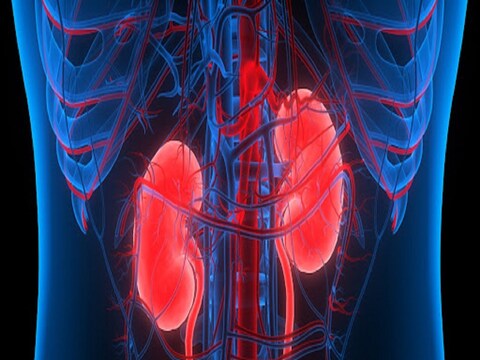 Kidney