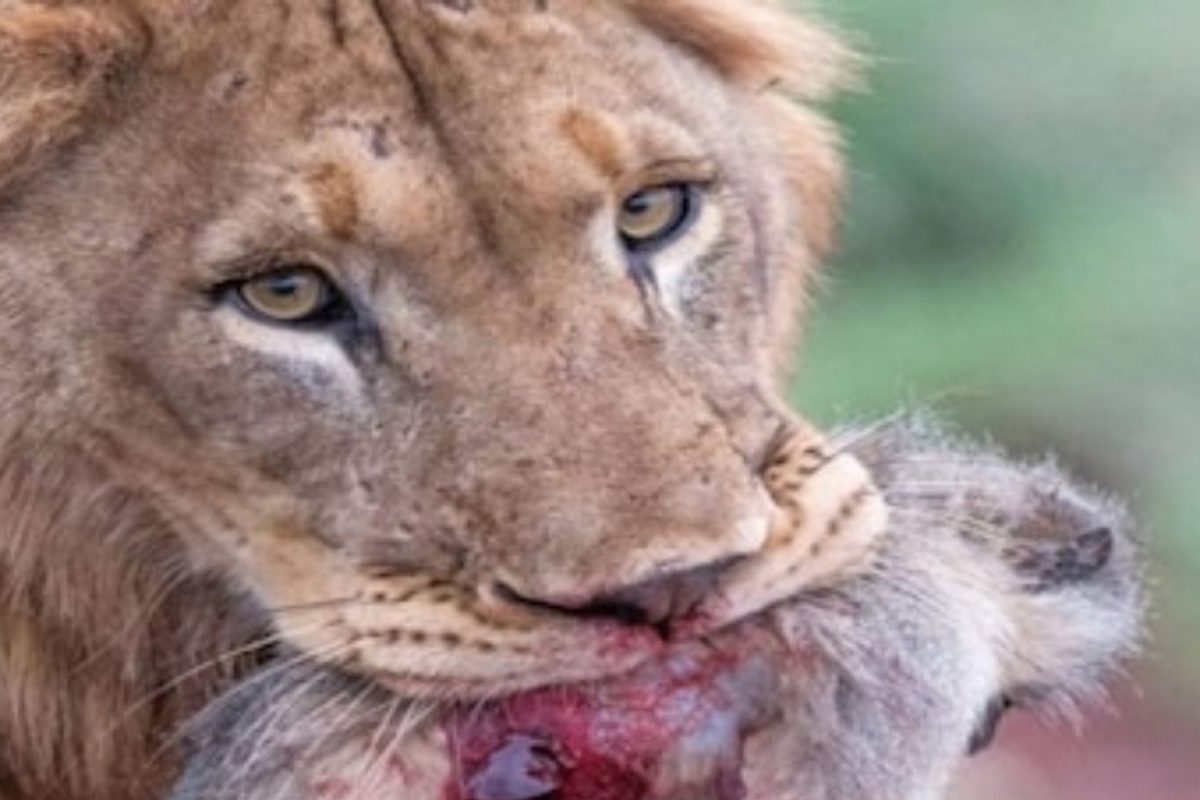 सिंहाच्या जबड्यात माकडीणीचा मृतदेह, वाहत्या रक्तात पिल्लाने आईच्या पोटाला घट्ट कवटाळलं