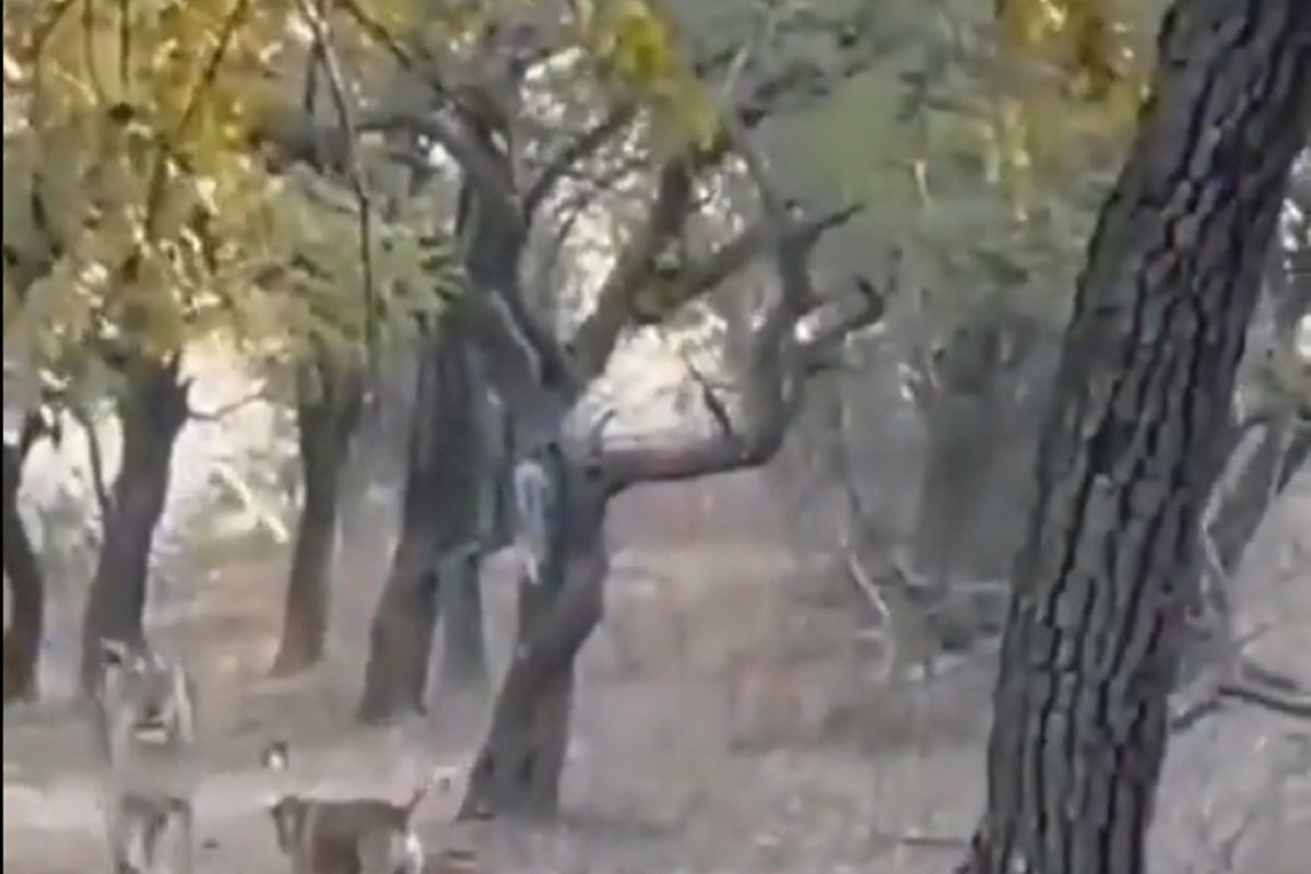 अपनी गल्ली में कुत्ताही शेर! शिकार करायला आला सिंह; कुत्र्याला घाबरून ठोकली धूम; पाहा VIDEO