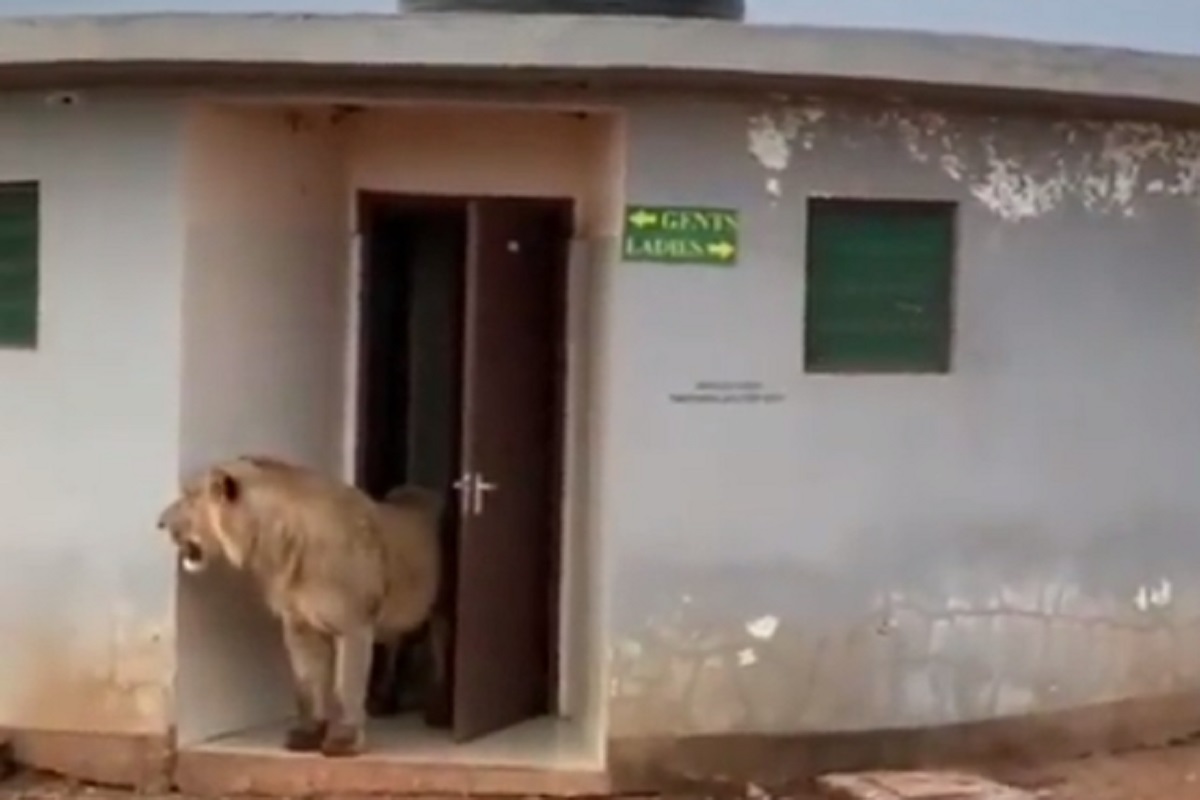 सावध राहा! सार्वजनिक शौचालयातच दबा धरून बसलाय जंगलाचा राजा; कुठला आहे हा VIDEO पाहा