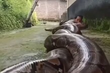 बापरे! 2 महाकाय अजगरांसोबत झोपला तरुण आणि...; खतरनाक VIDEO VIRAL बापरे! 2 महाकाय अजगरांसोबत झोपला तरुण आणि...; खतरनाक VIDEO VIRAL
