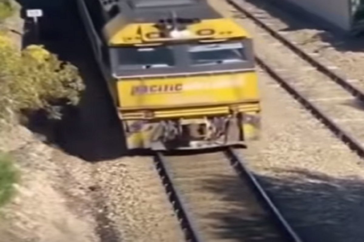 कुत्र्याला वाचवण्यासाठी त्याने भरधाव ट्रेनसमोर मारली उडी आणि...; धडकी भरवणारा VIDEO