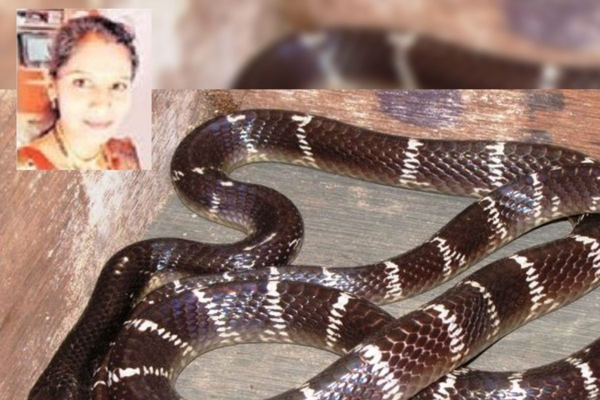 सांगली: मण्यारचा दंश झालेल्या सायलीची मृत्यूशी झुंज अपयशी; भावानंतर बहिणीचाही दुर्दैवी अंत