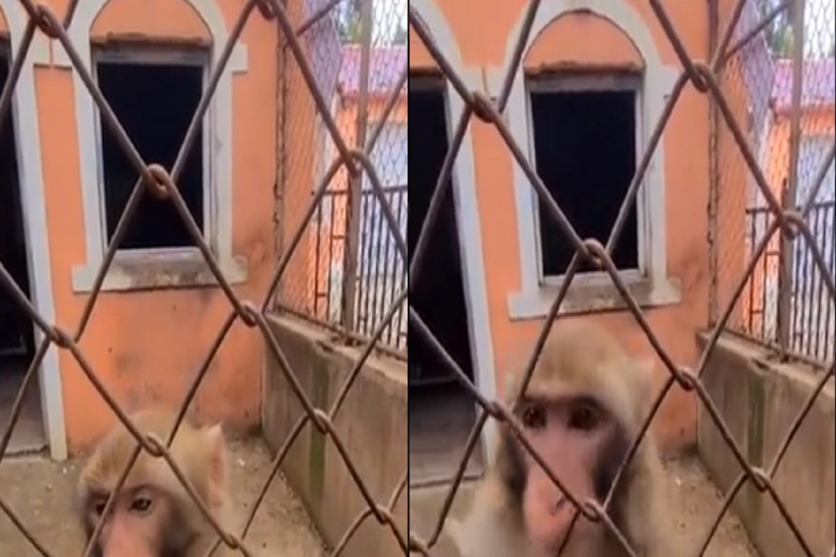 Oh no! तरुणाच्या हातातल्या केळ्याऐवजी माकडाने भलतीकडेच मारला हात; VIDEO VIRAL