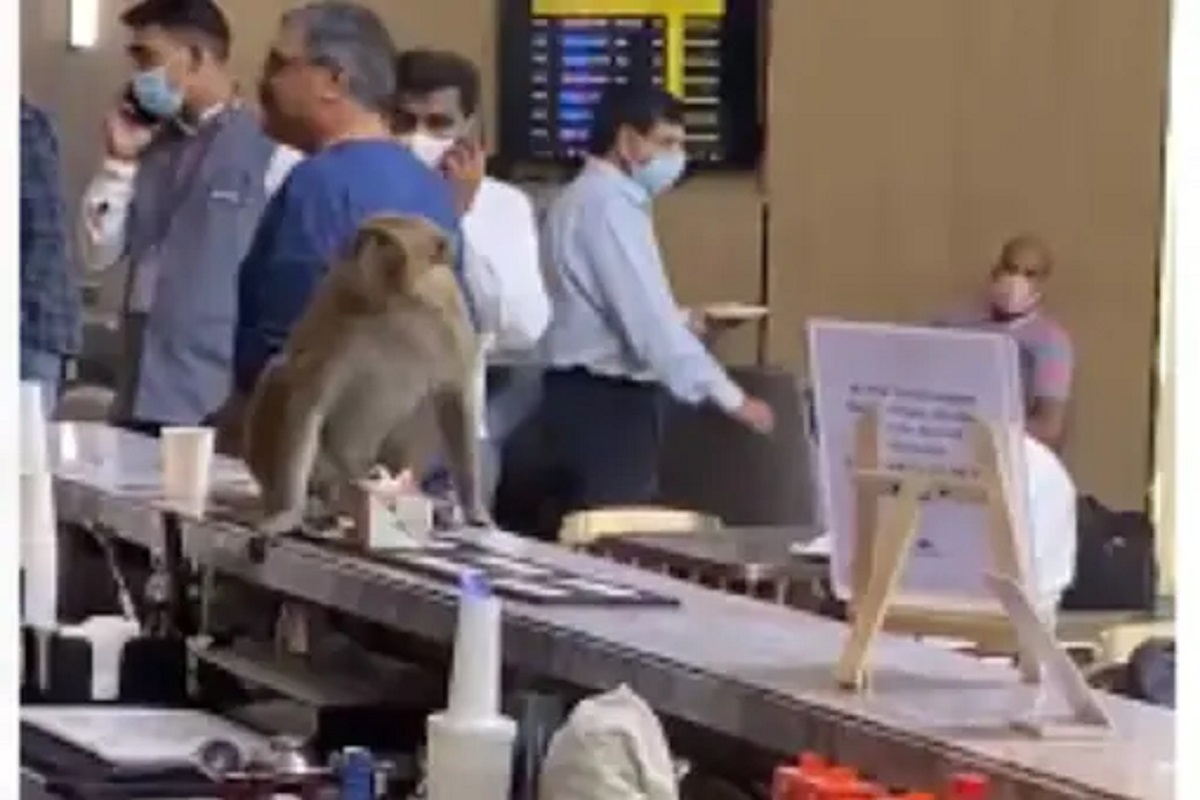 Delhi IGI Airport वर पुन्हा घुसला Monkey, फूड प्लाझामध्ये घातला धुमाकूळ; पाहा VIDEO