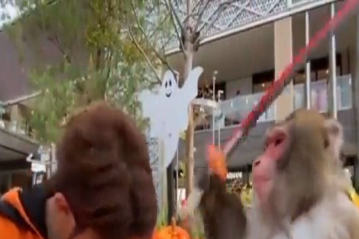 अरे बापरे! माकडाने मालकाच्या डोक्यावर केले तलवारीने वार; VIDEO VIRAL