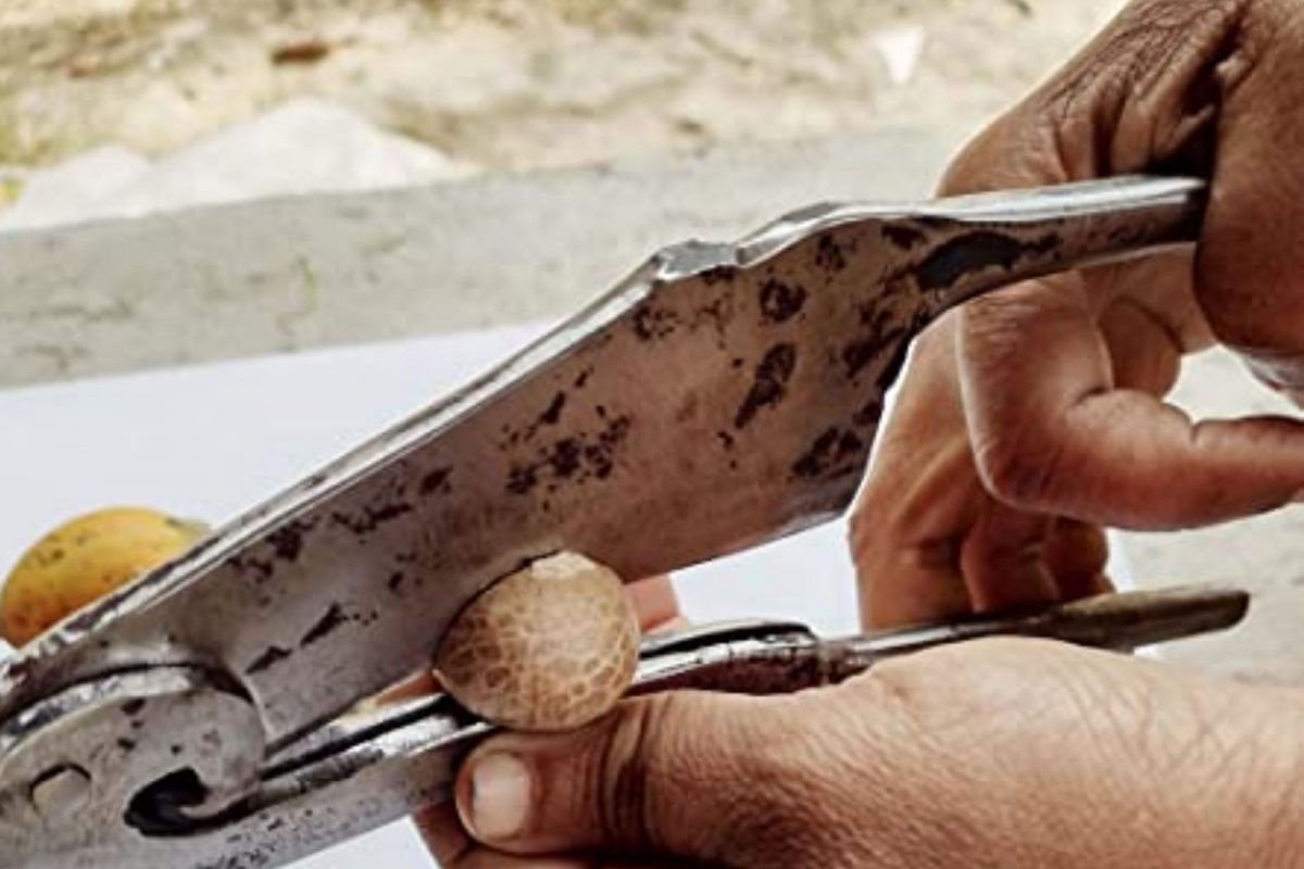 लक्ष्मी सखाराम देवळी असं संबंधित 60 वर्षीय जखमी महिलेचं नाव आहे. (Photo-Amazon)