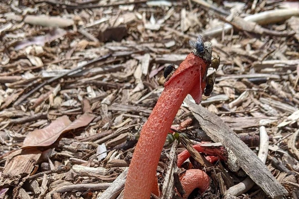 डासांचा खात्मा करणारं Penis mushroom; यावर बसताच मरतात Mosquitoes