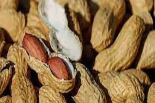 शेंगदाणे

हेल्दी फॅट आणि प्रथिने शेंगदाण्यात जास्त प्रमाणात आढळतात. 100 ग्रॅम शेंगदाण्यात सुमारे 25 ग्रॅम प्रथिने आढळतात. शेंगदाणे चवीलाही छान लागतात आणि सहज उपलब्ध असतात. बाजारात उपलब्ध असलेले पॅकेज केलेले शेंगदाणे खाणे टाळा, कारण त्यांना दीर्घकाळ ताजे ठेवण्यासाठी प्रिझर्व्हेटिव्ह वापरले जातात.
