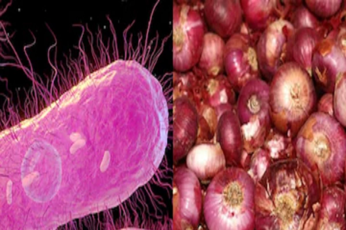 Alert! कांद्यामुळे 652 जणांना Salmonella संसर्ग; चुकूनही खाऊ नका असा Onion