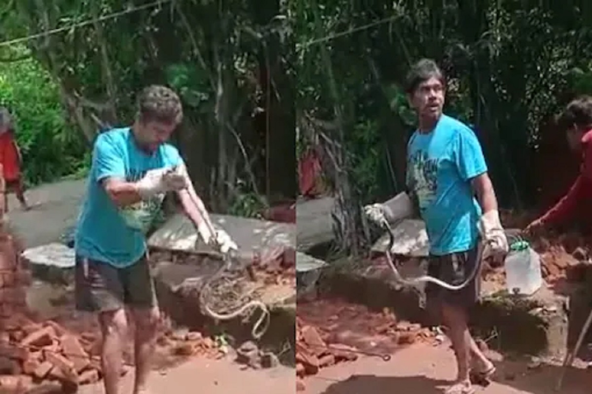 बंदिस्त होण्याआधी कोब्राने घेतला बदला, सर्पमित्रालाच दिला मृत्यू; Snake rescue चा थरारक VIDEO