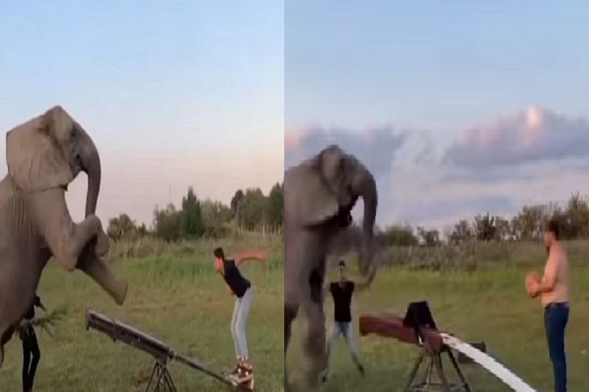 OMG! चक्क हत्तीसोबत Seesaw वर उभा राहिला तरुण; पुढे काय घडलं ते तुम्हीच पाहा VIDEO