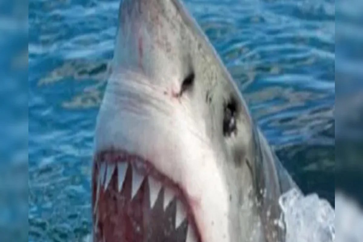 बापरे! प्रायव्हेट पार्टच शरीरावेगळा केला; शार्कच्या भयंकर हल्ल्यात तरुणाचा मृत्यू