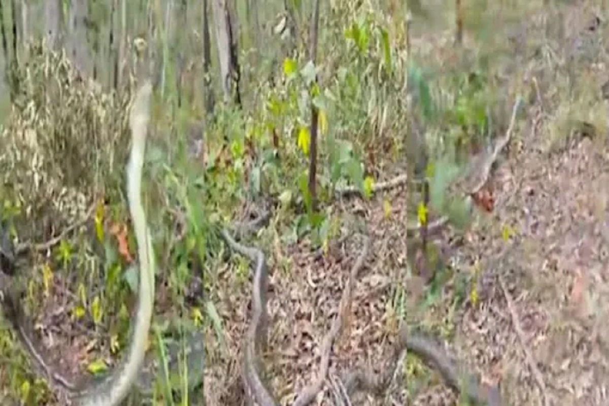 एका नागिणीसाठी घायाळ झाले 3 साप; जबरदस्त फायटिंगनंतर मादीने...; पुढे काय घडलं पाहा VIDEO