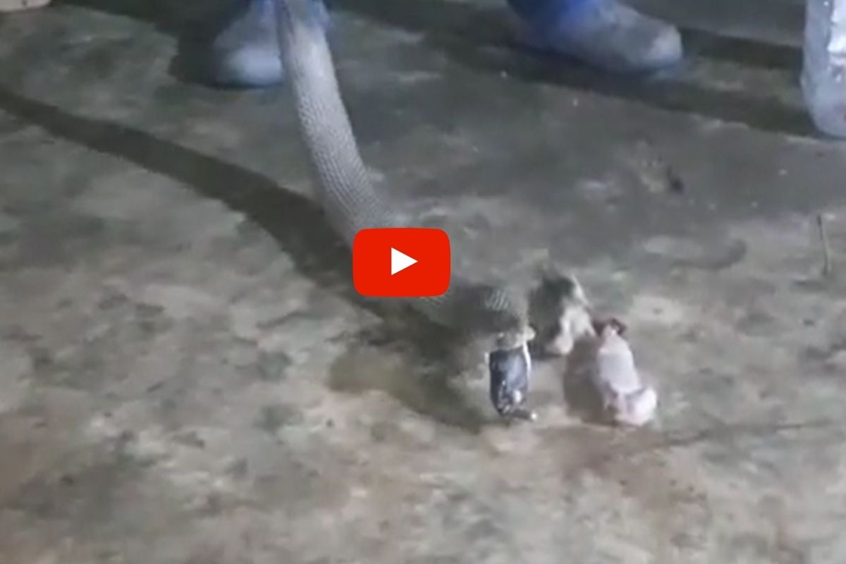 OMG! विषारी नागाच्या पोटातून बाहेर पडली सशाची 16 पिल्ले; अंगावर काटा आणणारा VIDEO