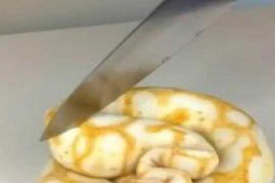 OMG! चाकूने तुकडे करून खाल्ला साप; VIDEO पाहूनच नेटिझन्सचा उडाला थरकाप