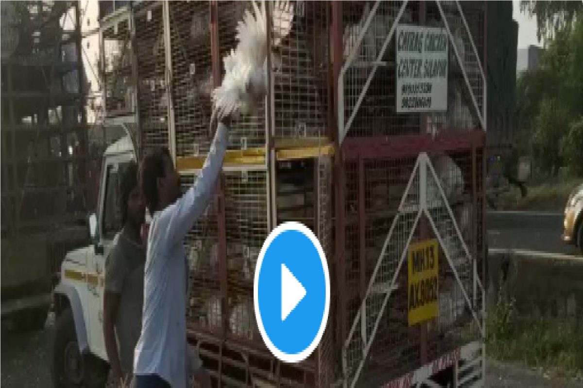 सोलापुरात कोंबड्या घेऊन जाणाऱ्या टेम्पोला अपघात, मदतीऐवजी कोंबड्या पळवण्यासाठी झुंबड, Watch Video