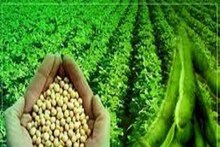 सोयाबीनच्या दरात सातत्याने वाढ; उत्पादक शेतकऱ्यांमध्ये आनंदाचे वातावरण