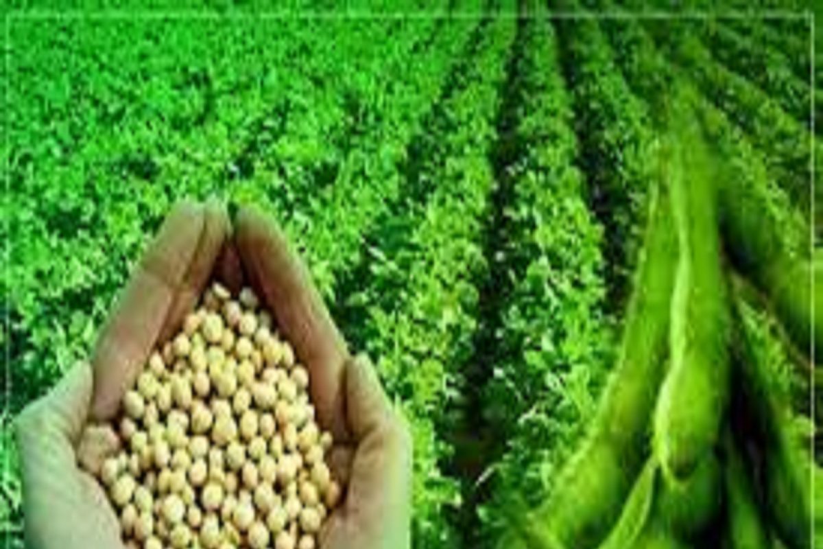 प्रथिनांची गरज पूर्ण करण्यासाठी सोयाबीन आहे जबरदस्त फायदेशीर; असा करा उपयोग