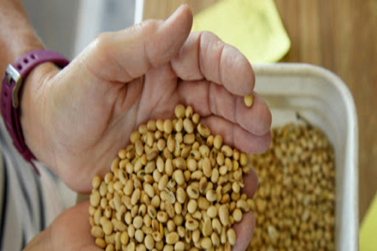 हमीभावापेक्षाही खाली घसरले सोयाबीनचे दर; 2022 पर्यंत शेतकऱ्यांचे उत्पन्न दुप्पट कसं होणार?