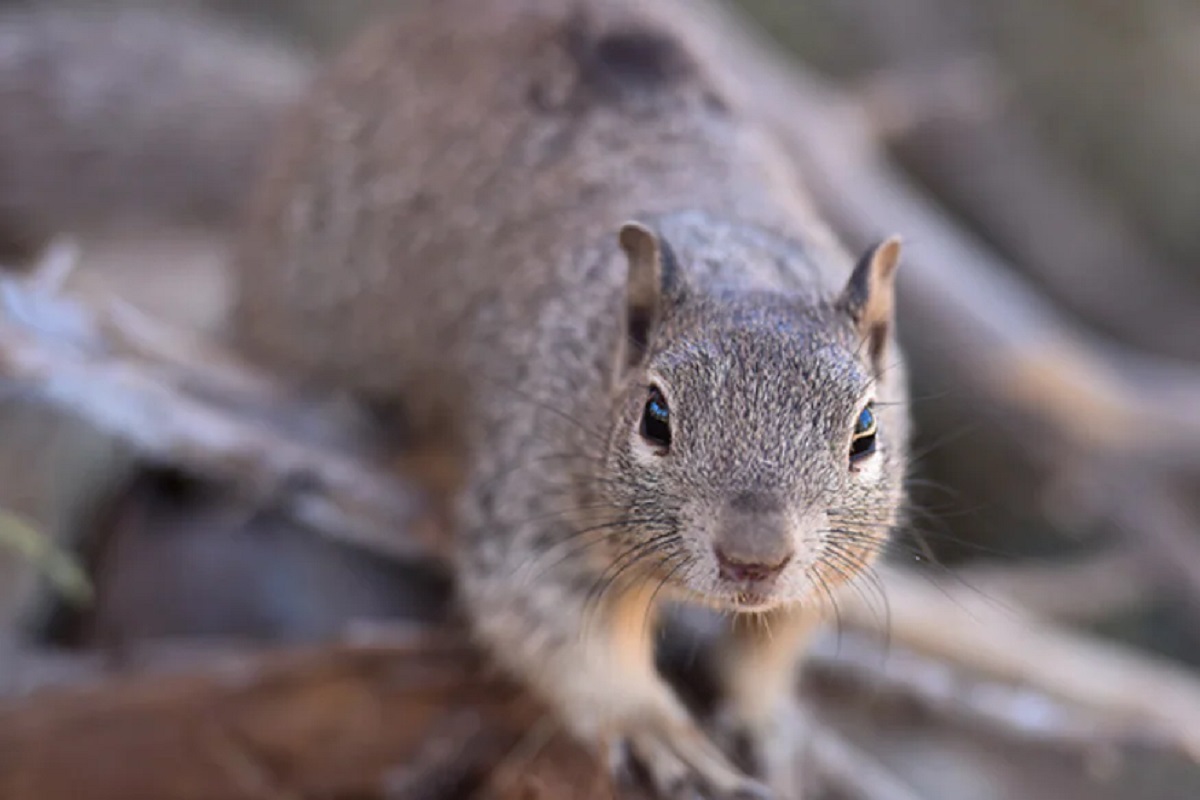 बापरे रे बाप! इवल्याशा खारीचा एवढा मोठा 'कार'नामा; पाहूनच तोंडात बोटं घालाल