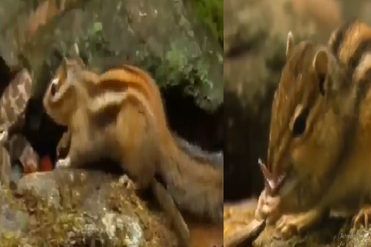 OMG! छोट्याशा खारीने भयंकर सापाला अक्षरशः कुरतडलं; कधीच पाहिला नसेल असा VIDEO