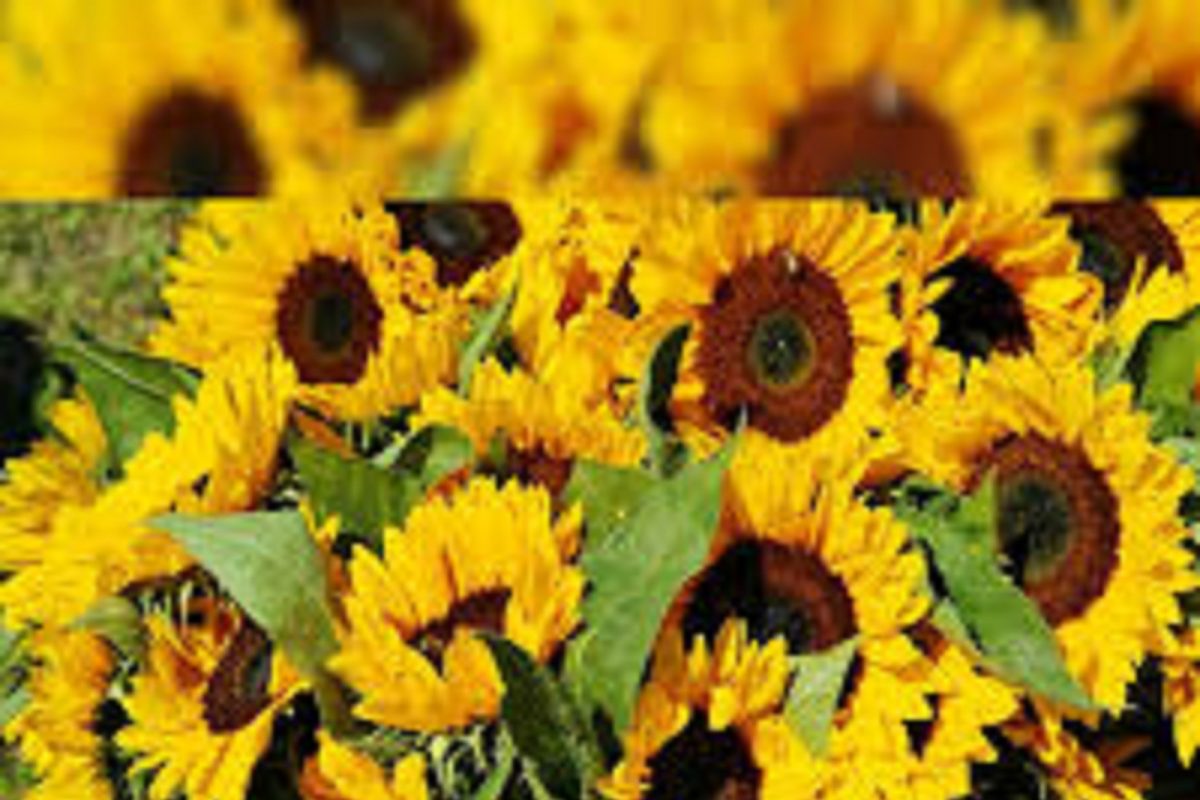 रोगप्रतिकारक शक्ती मजबूत करण्यासह सूर्यफुलाच्या बियांचे आरोग्यासाठी आहेत भरपूर फायदे, वाचा सर्व माहिती