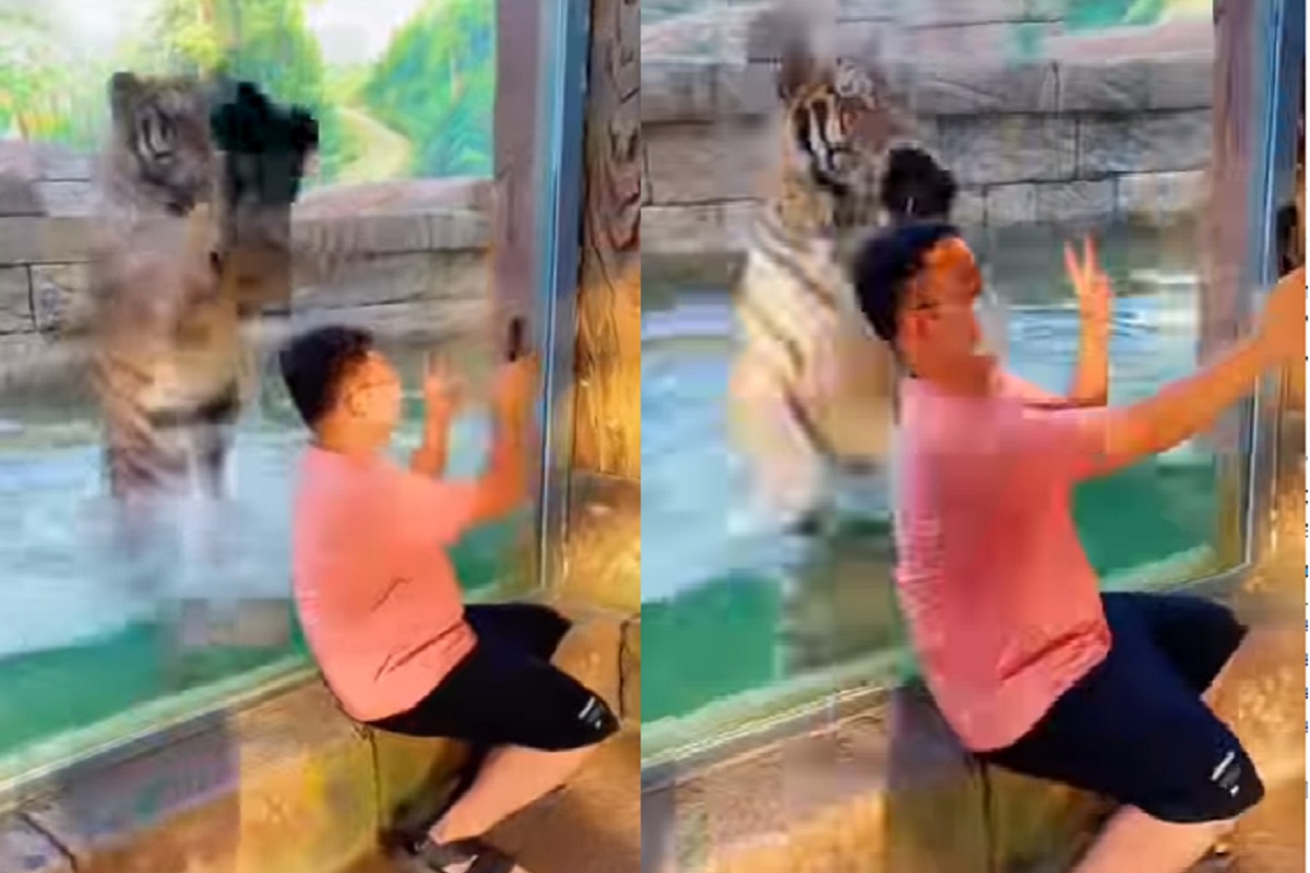 शिकार करायला आला आणि कॅमेरा पाहताच दिली पोझ; वाघाचा VIDEO पाहून म्हणाल So cute