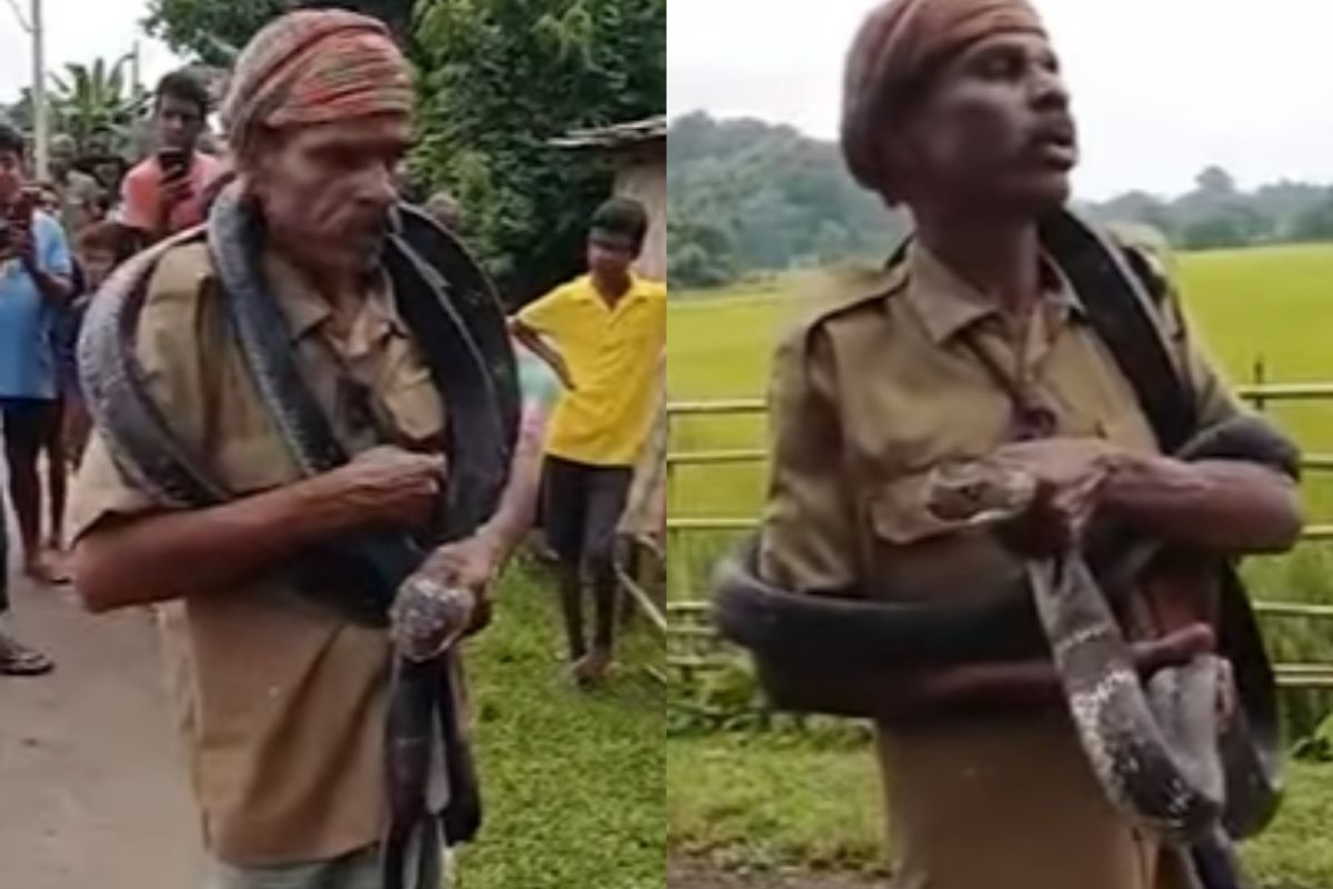 किंग कोब्राशी खेळणं शेतकऱ्याच्या जीवावर; अंगाचा थरकाप उडवणारा VIDEO!