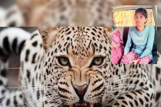 वृषाली नीळकंठराव ठाकरे असं बिबट्याने हल्ला केलेल्या तरुणीचं नाव आहे.  (फोटो -लोकमत)