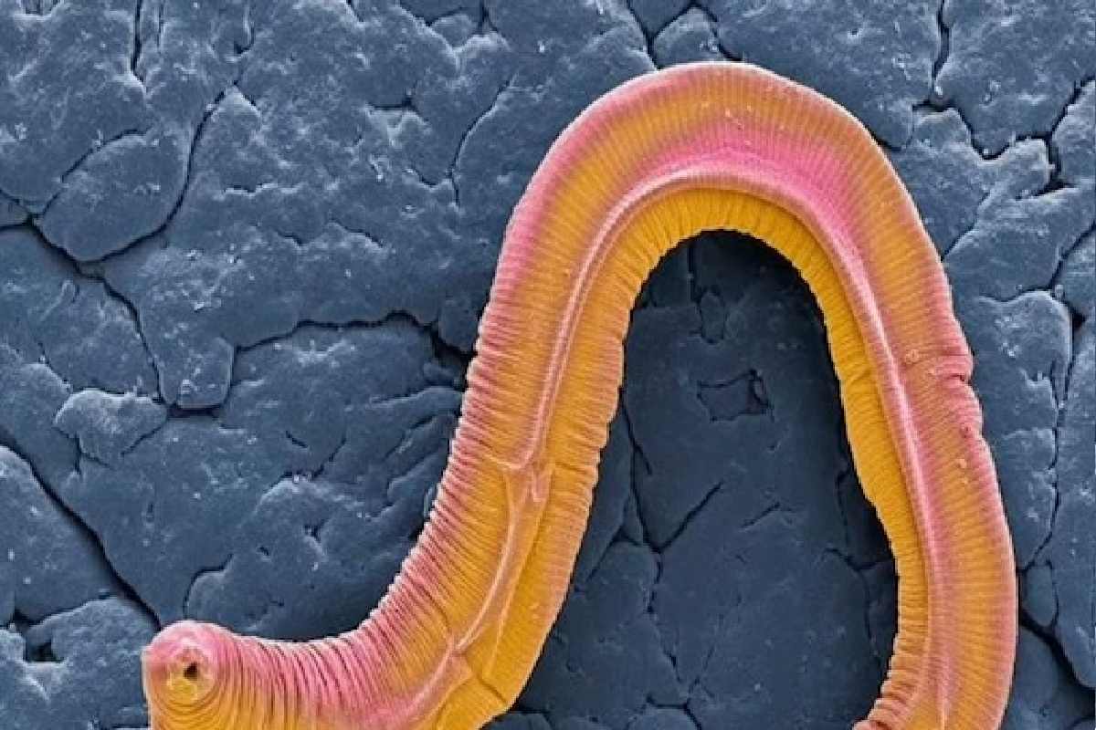 मुलाला दूध पाजताच मरून जाते ही आई, मृत्यू दिसत असतानाही बाळाला ठेवत नाही उपाशी