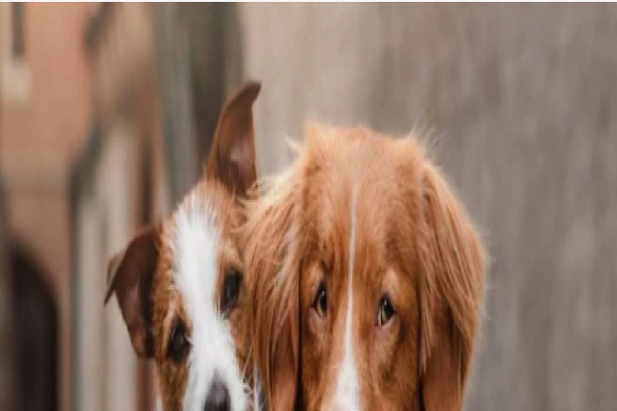 आता कुत्र्यांसाठीही आला फोन, हवं तेव्हा मारू शकतात मालकाशी गप्पा