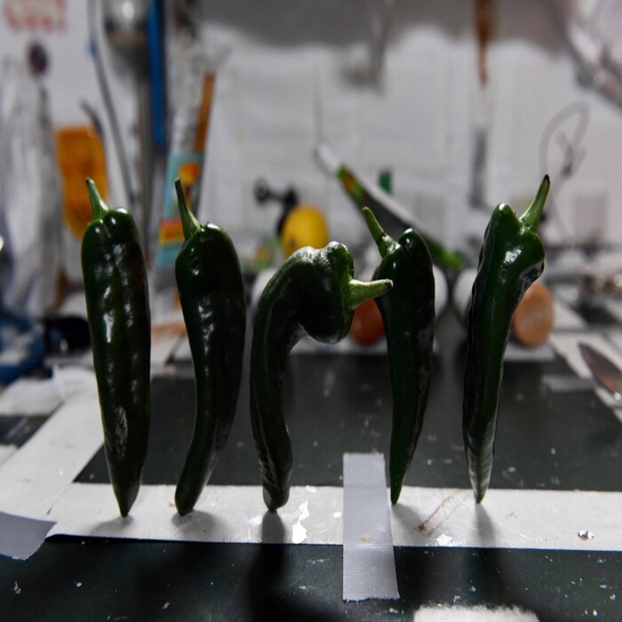 NASA, International Space Station, ISS, astronauts, Space Tacos, Green Chili grown in Space, ISS Grown vegetable, Megan McArthur, Twitter Account, Space AGENCY, Megan McArthur, green chili grown on ISS, Mars Mission, Science, Space Science, Space Exploration, interesting news, bizarre news, bizarre story, Weird News, viral news, world news, world news in hindi, strange news, odd news, shocking news, offbeat news, trending news